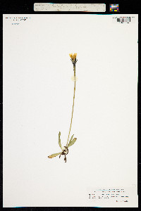 Image of Leontodon croceus