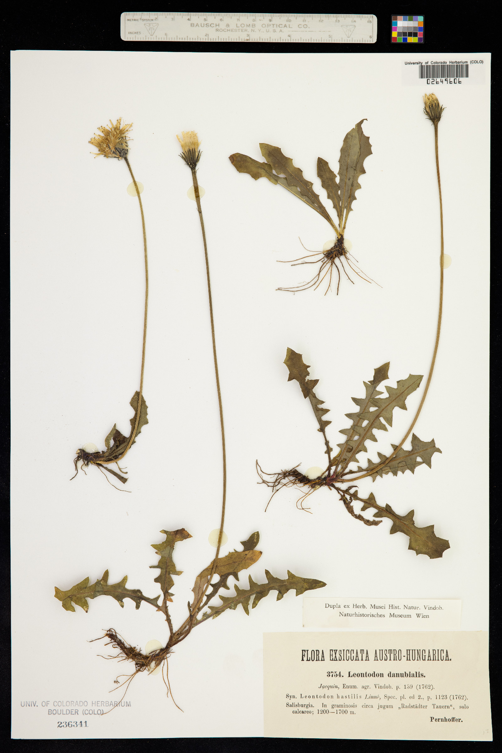 Leontodon hispidus image
