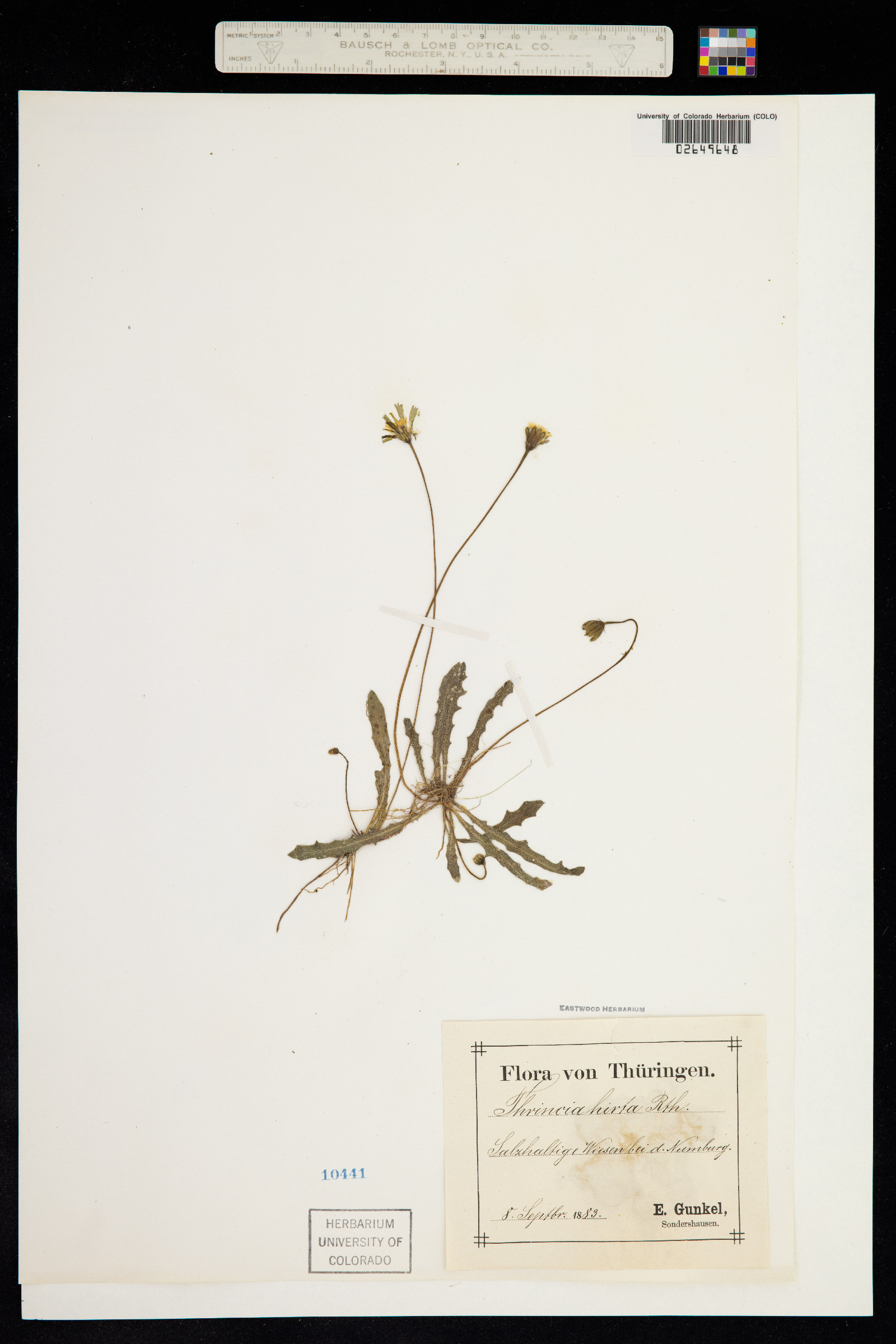 Leontodon hispidus image