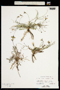 Leontodon taraxacoides subsp. taraxacoides image