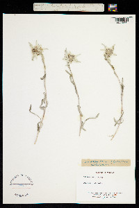 Leontopodium nivale subsp. alpinum image