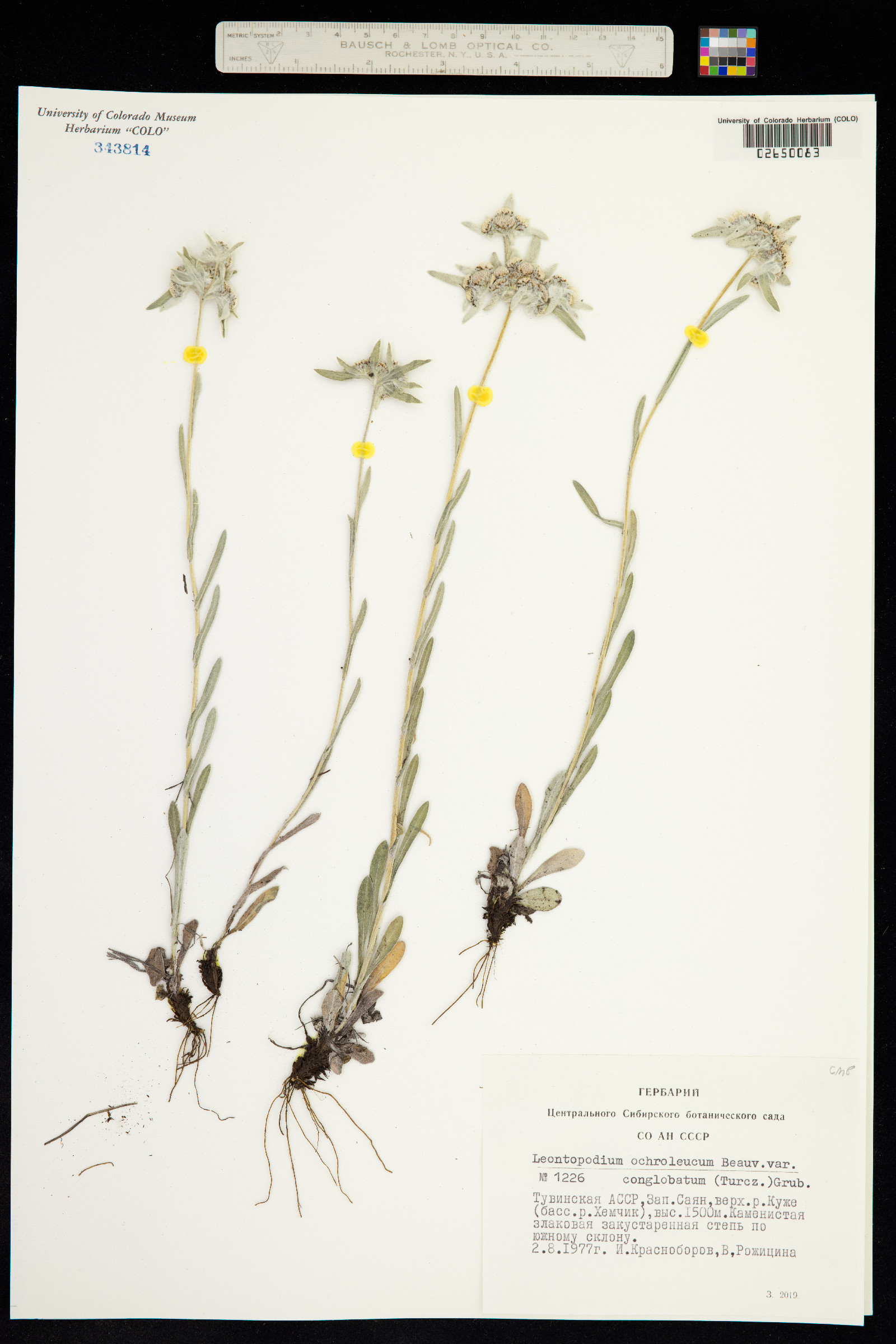 Leontopodium ochroleucum image