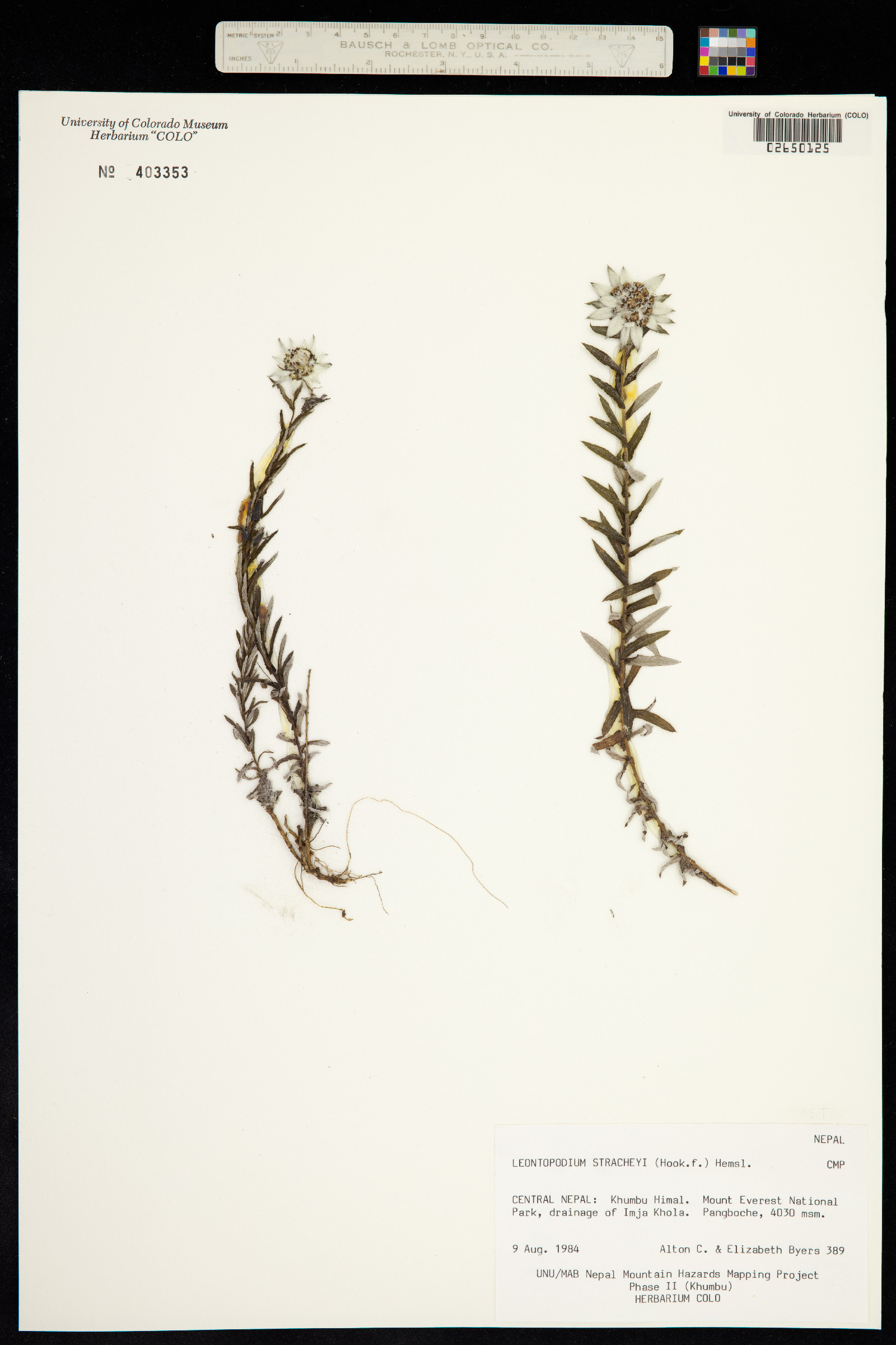 Leontopodium stracheyi image