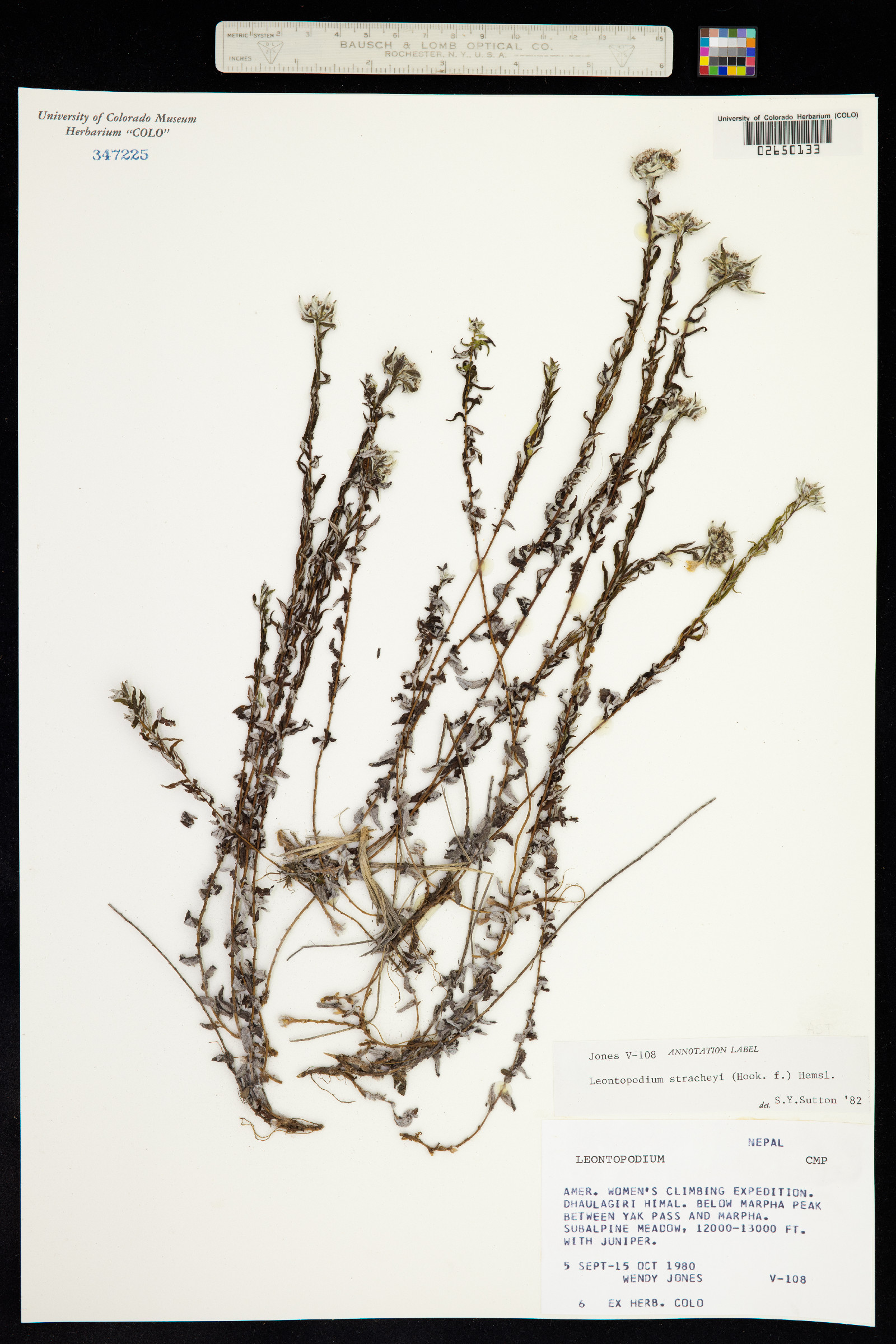 Leontopodium image