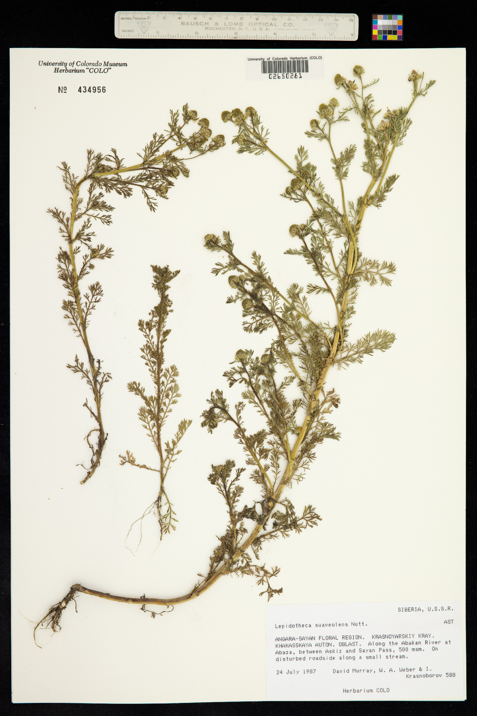 Matricaria discoidea image