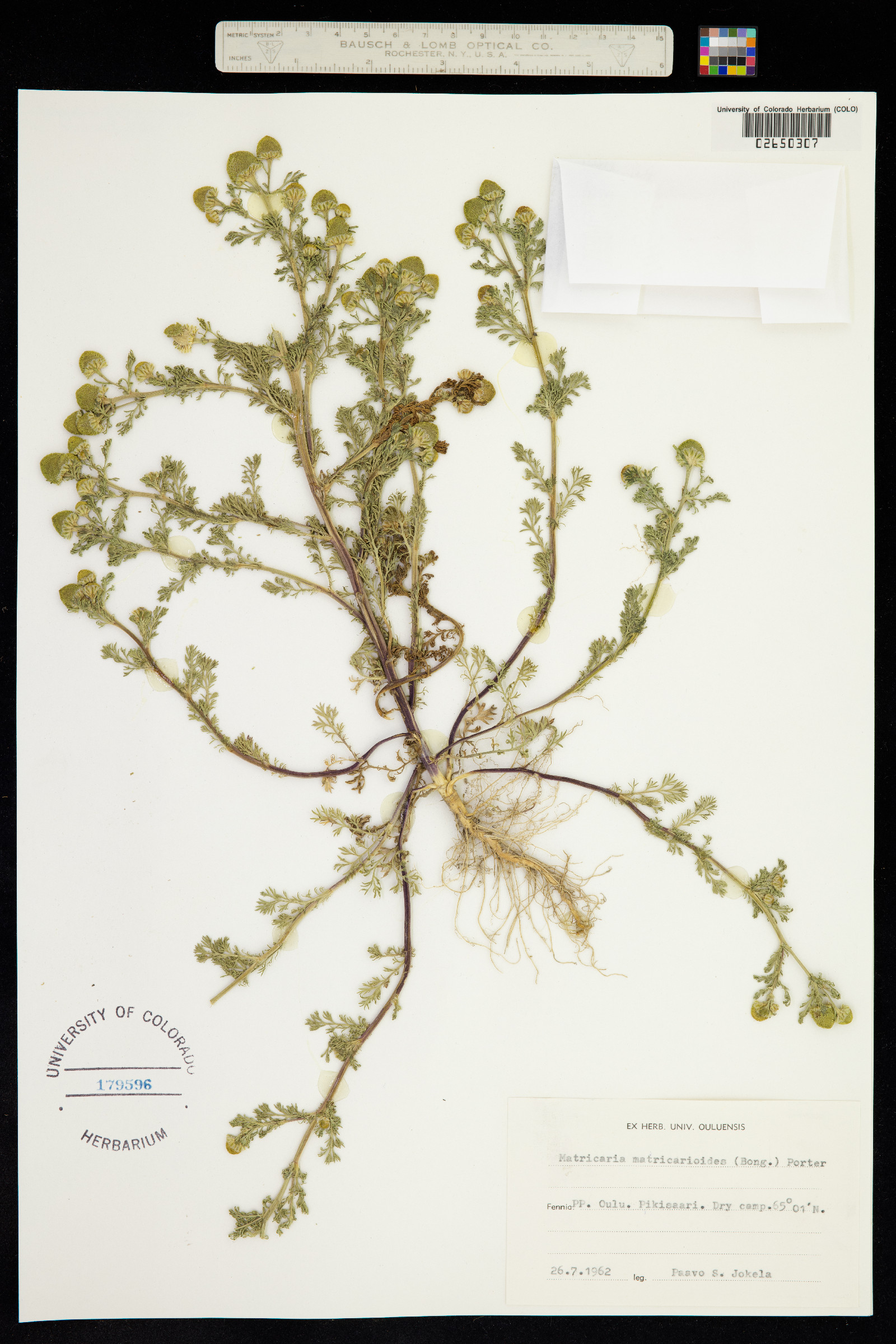 Matricaria discoidea image