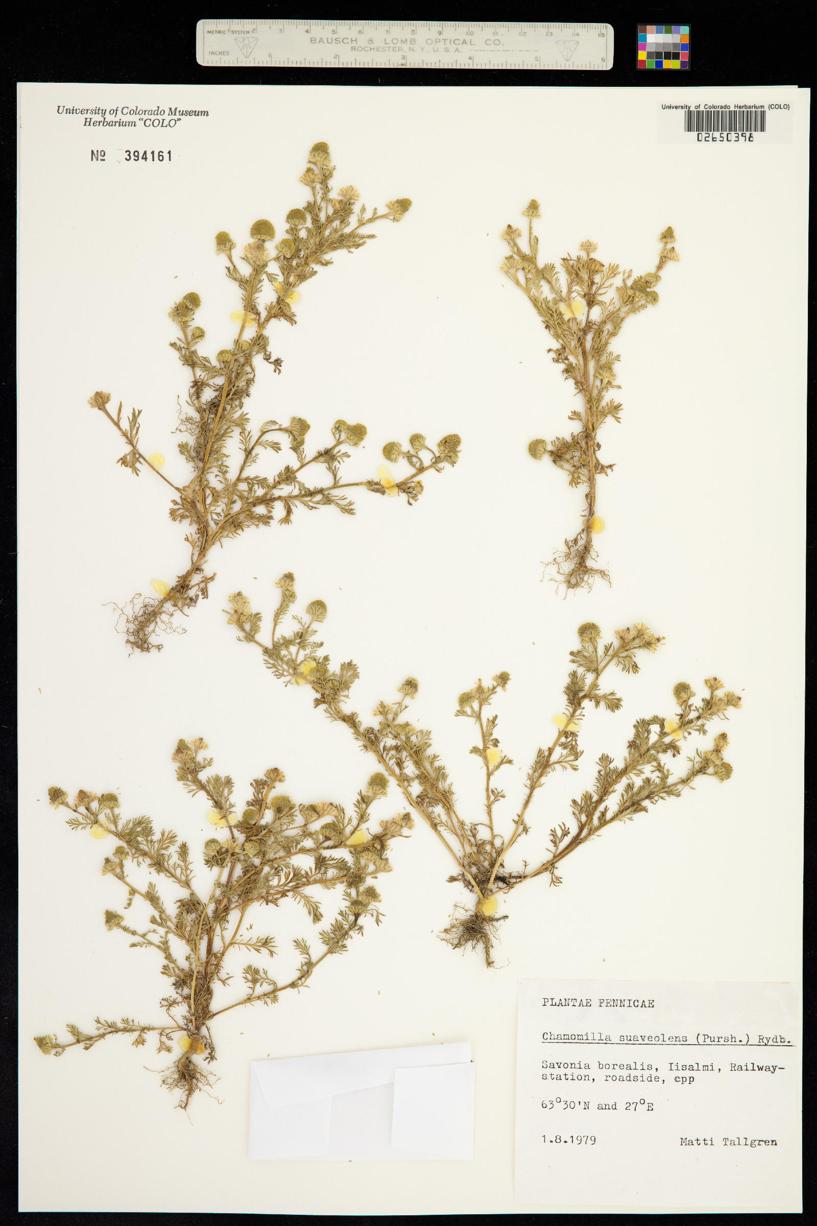 Matricaria discoidea image