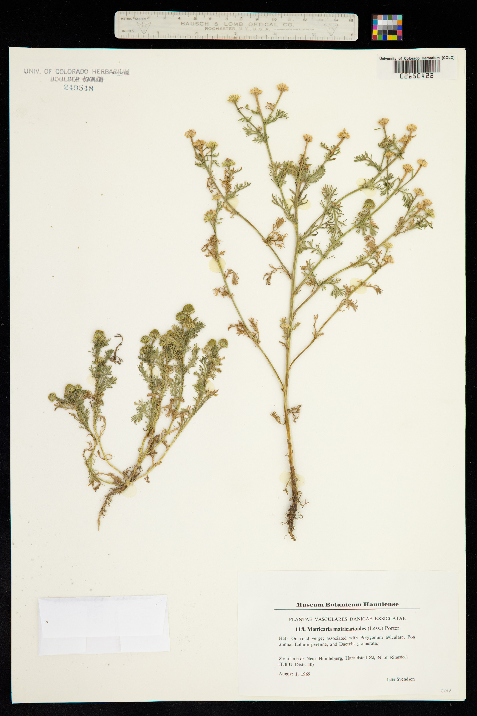 Matricaria discoidea image