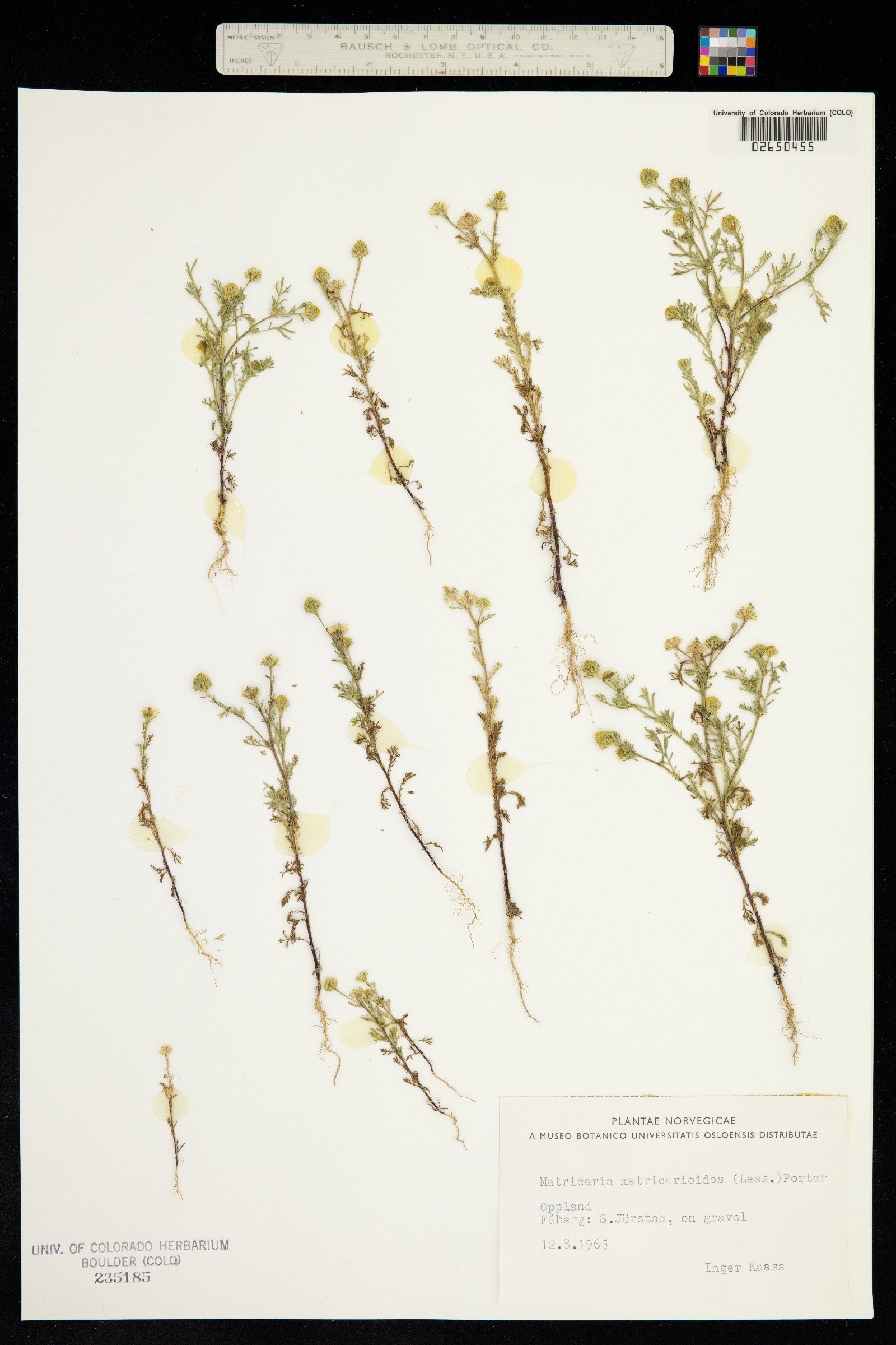 Matricaria discoidea image