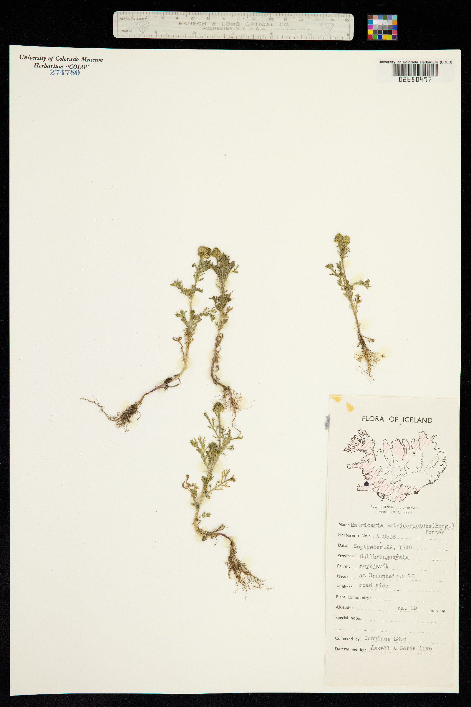 Matricaria discoidea image