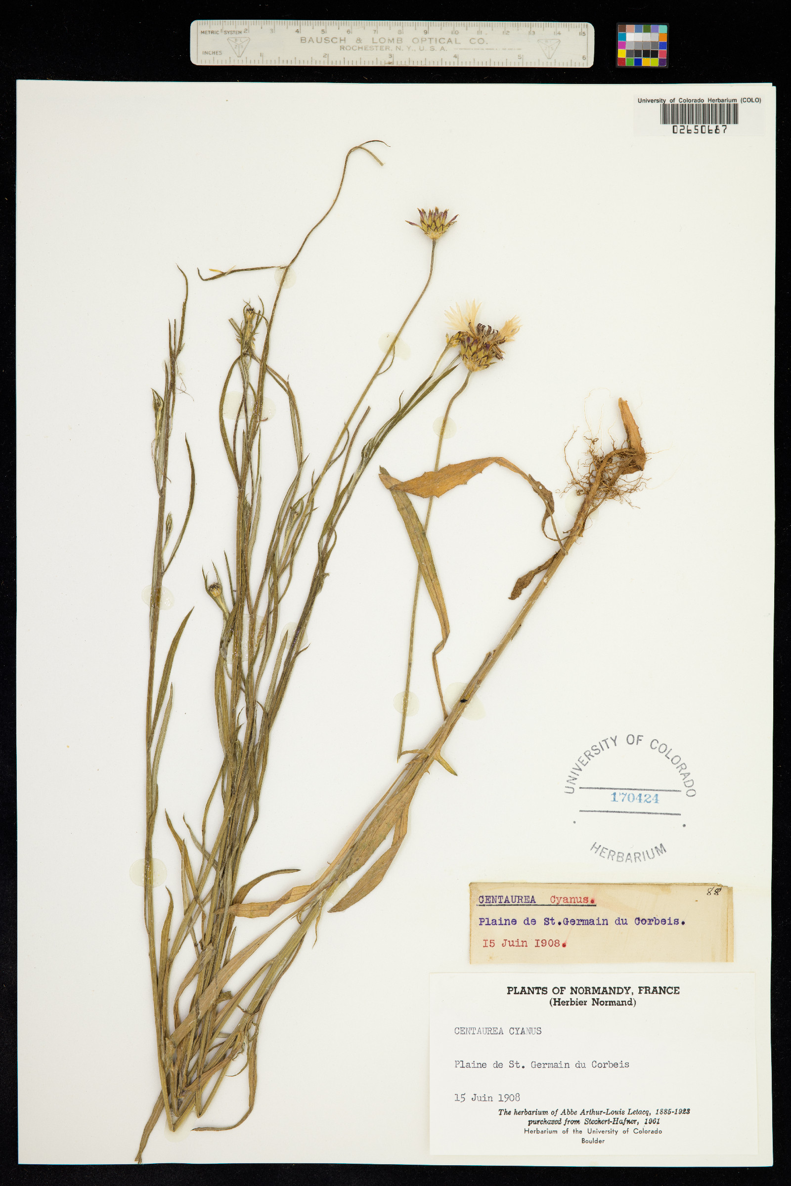 Centaurea cyanus image