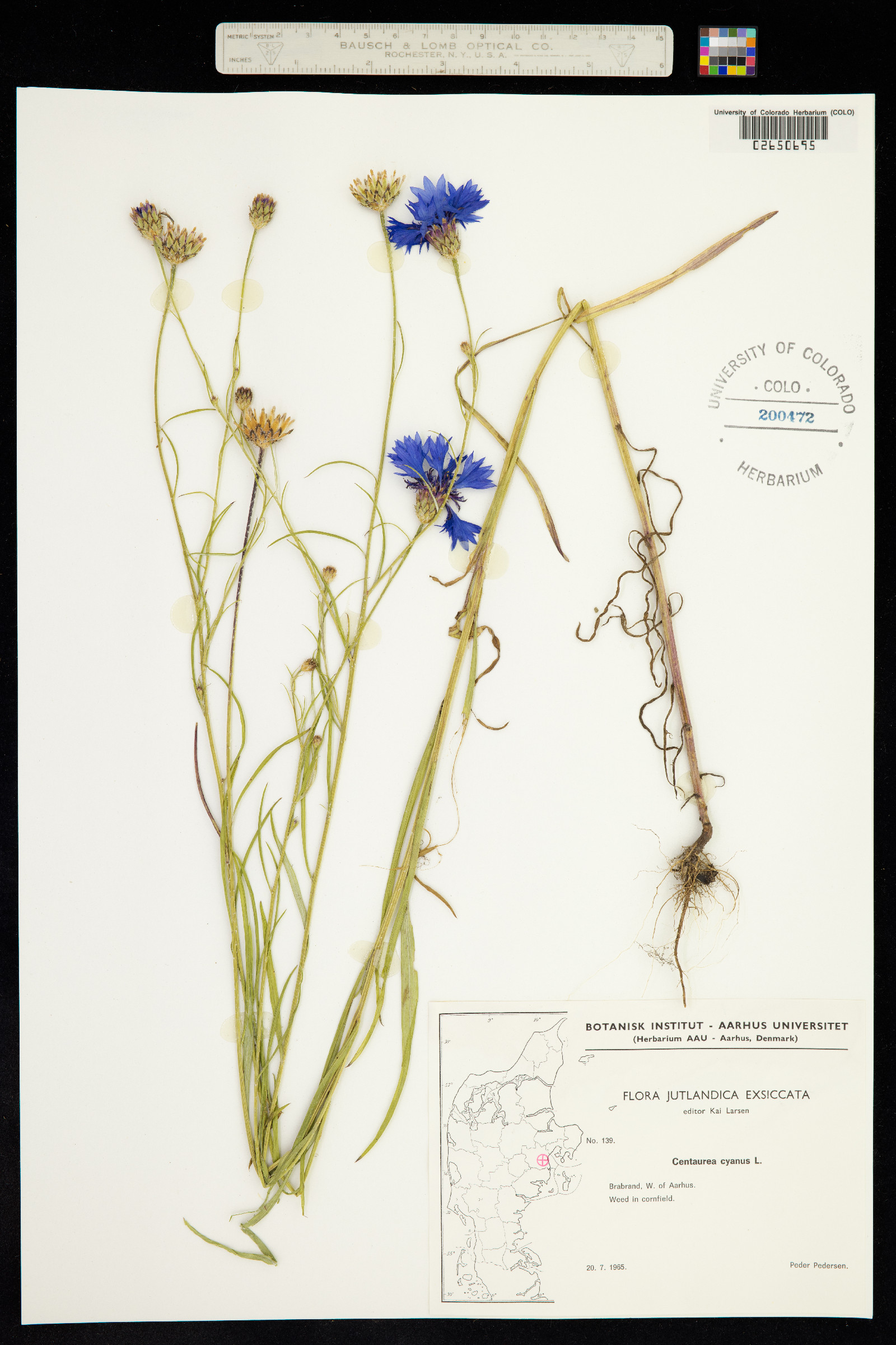 Centaurea cyanus image