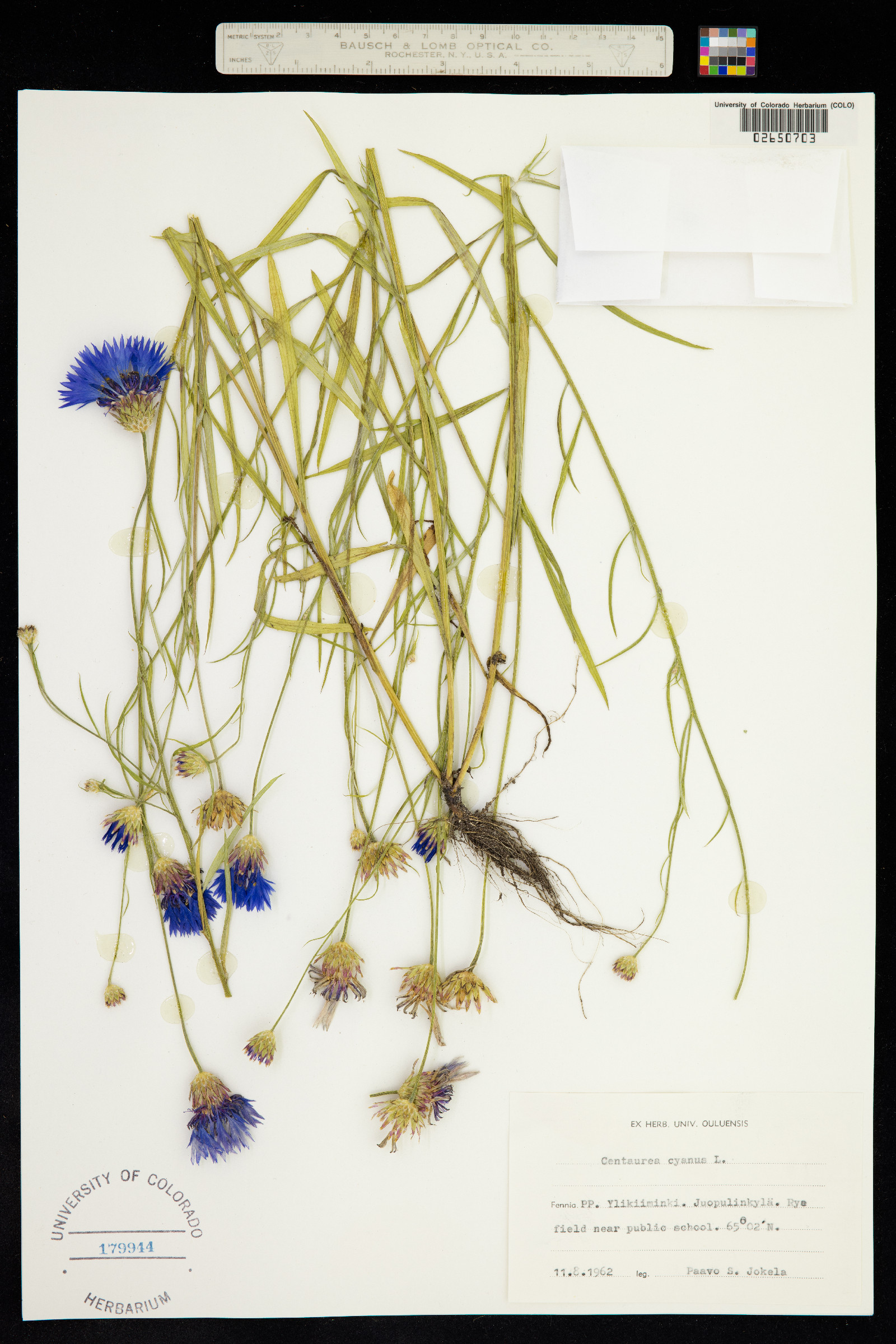 Centaurea cyanus image