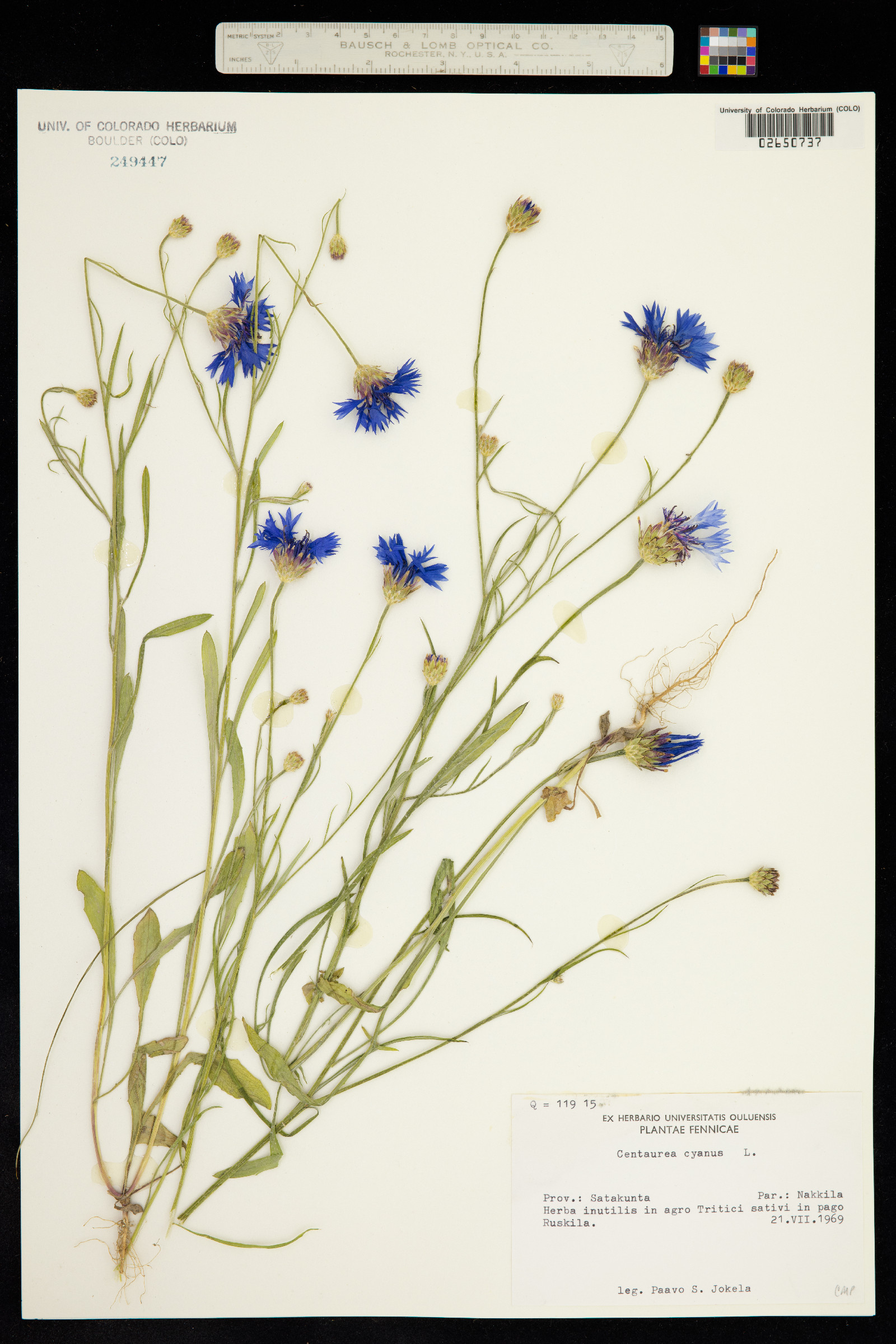 Centaurea cyanus image