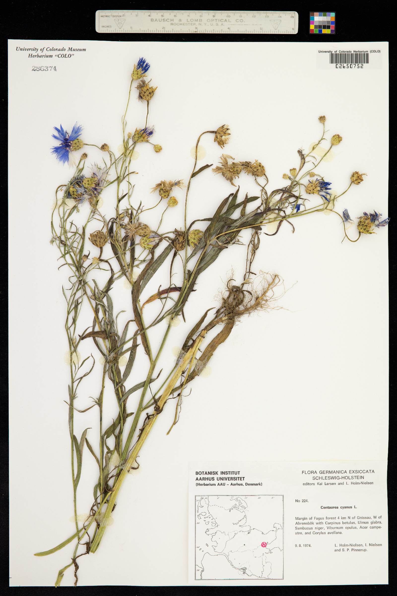 Leucacantha image