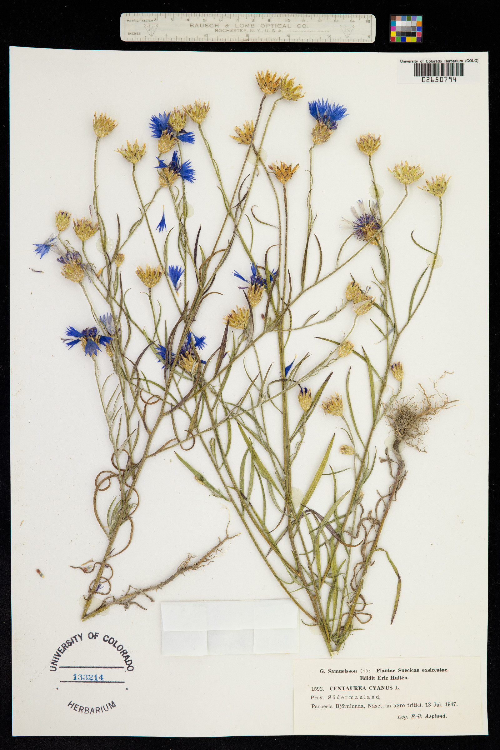 Centaurea cyanus image