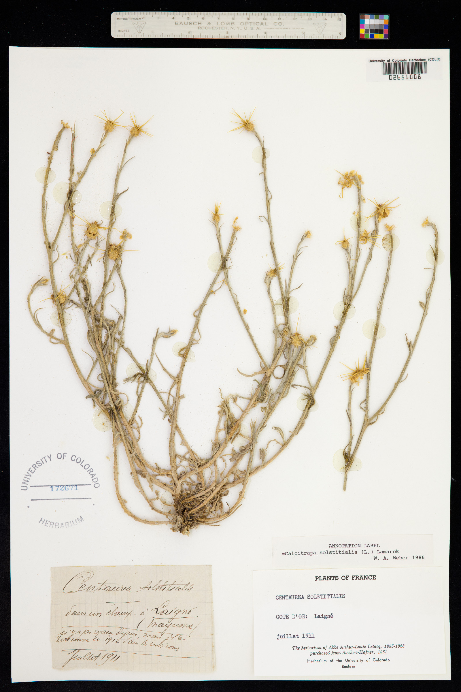 Centaurea solstitialis image
