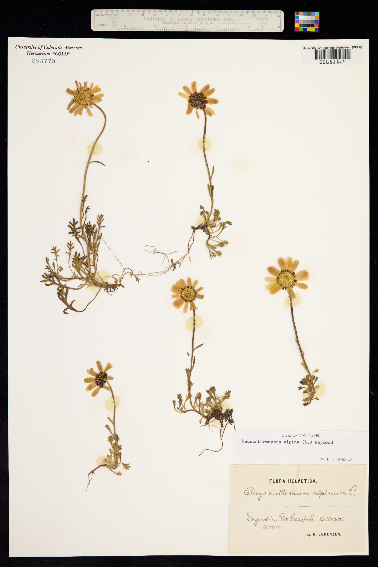 Leucanthemopsis alpina image