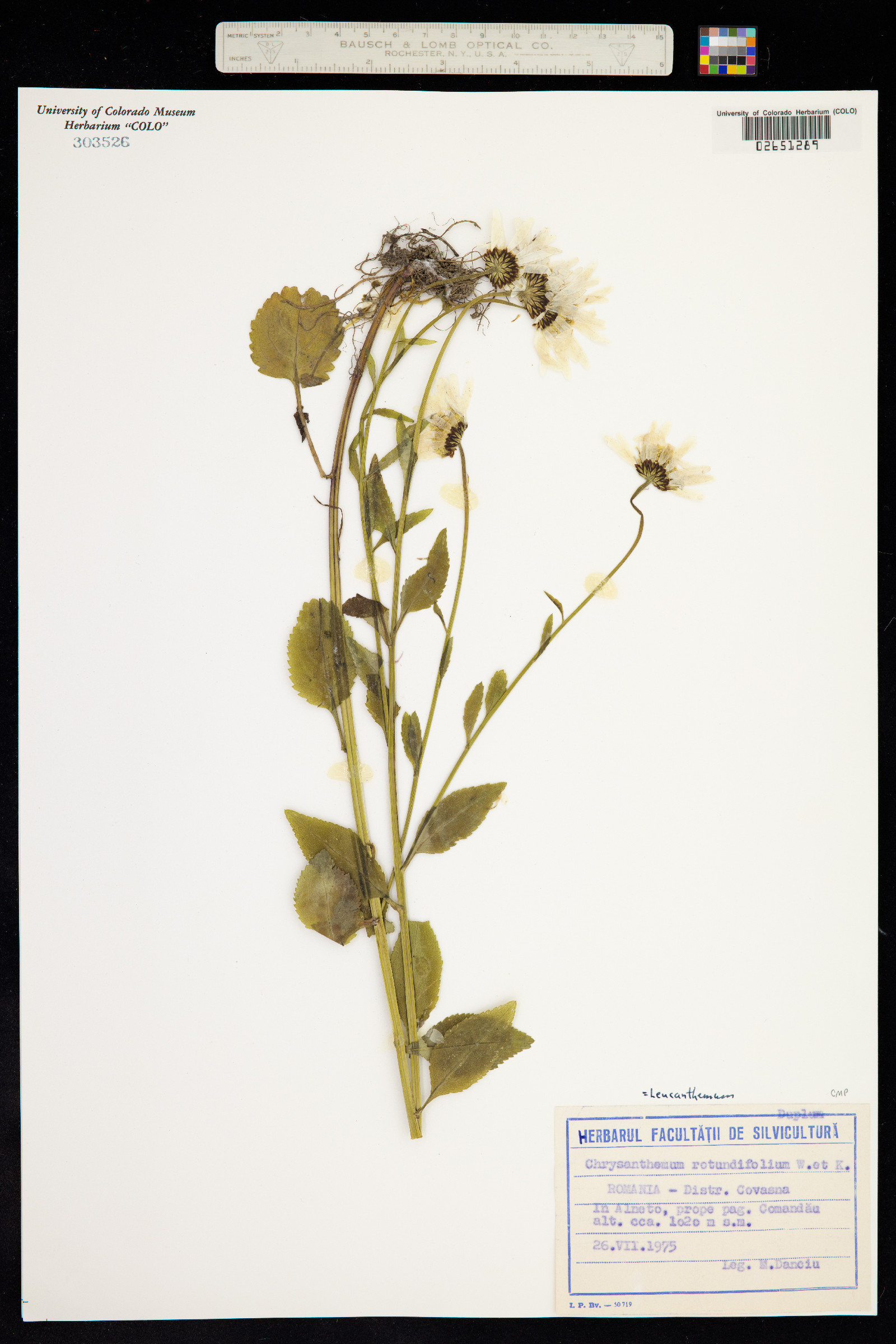 Leucanthemum rotundifolium image