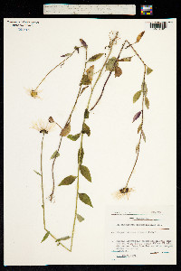 Leucanthemum rotundifolium image
