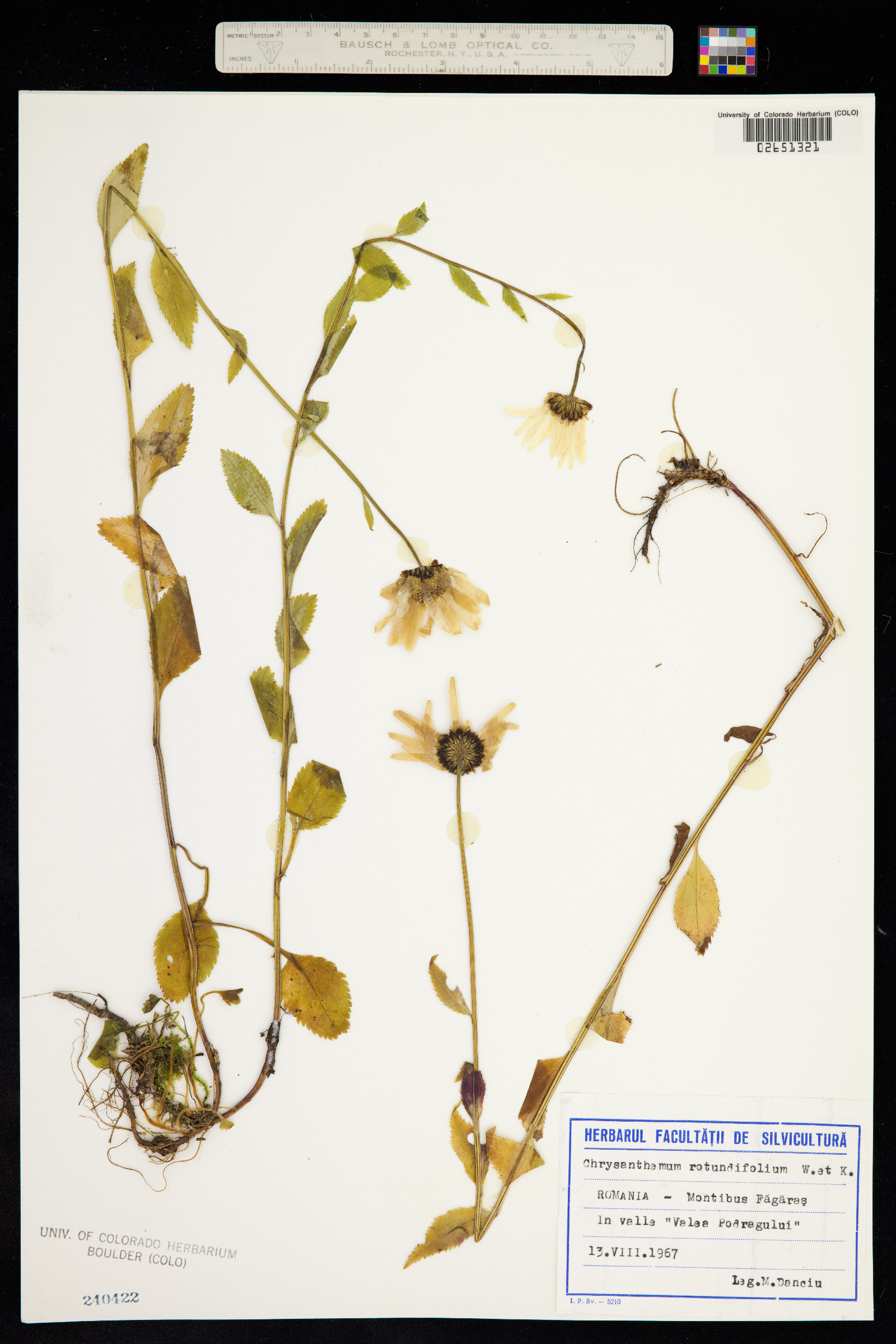 Leucanthemum rotundifolium image