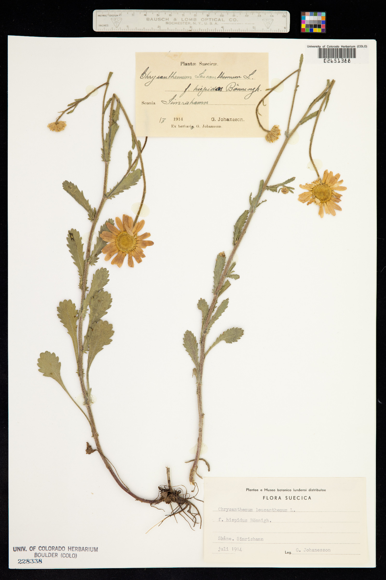 Leucanthemum vulgare image