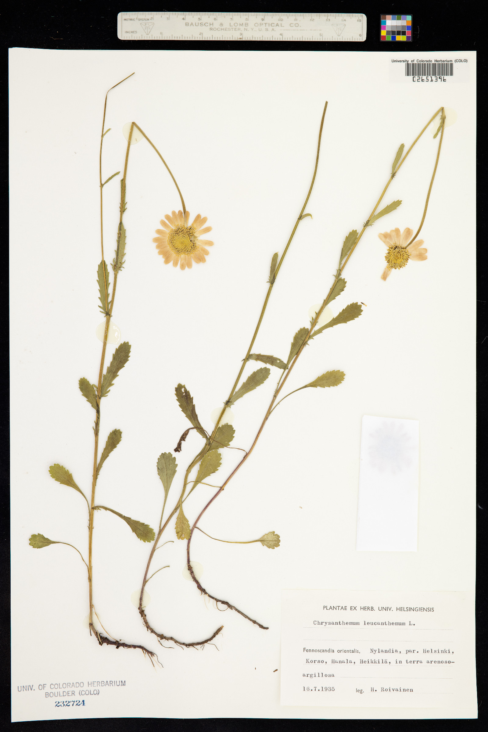Leucanthemum image