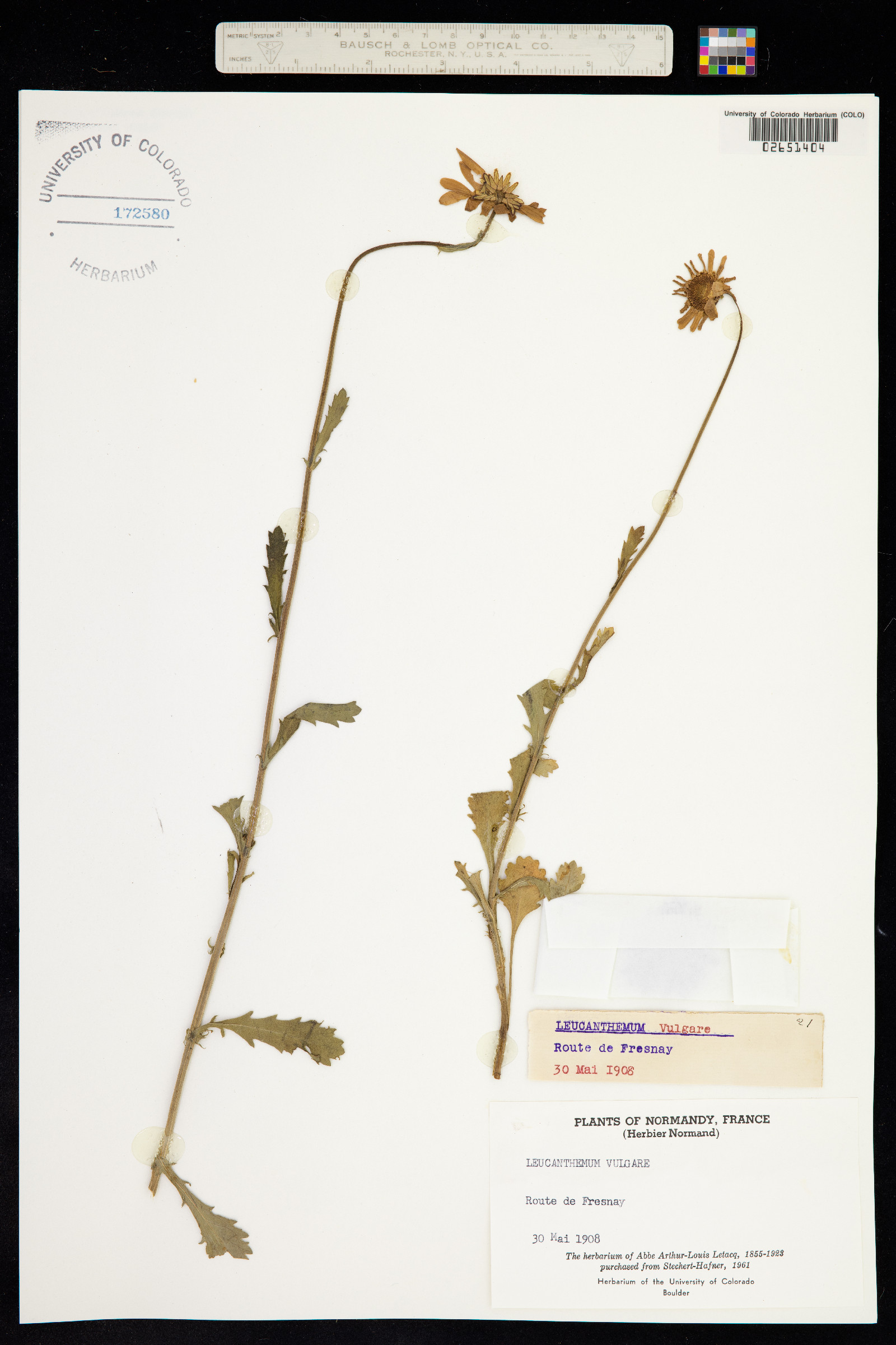 Leucanthemum vulgare image