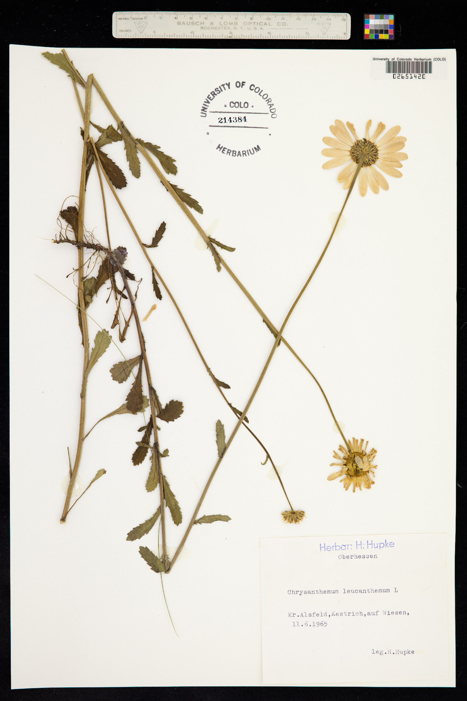 Leucanthemum vulgare image
