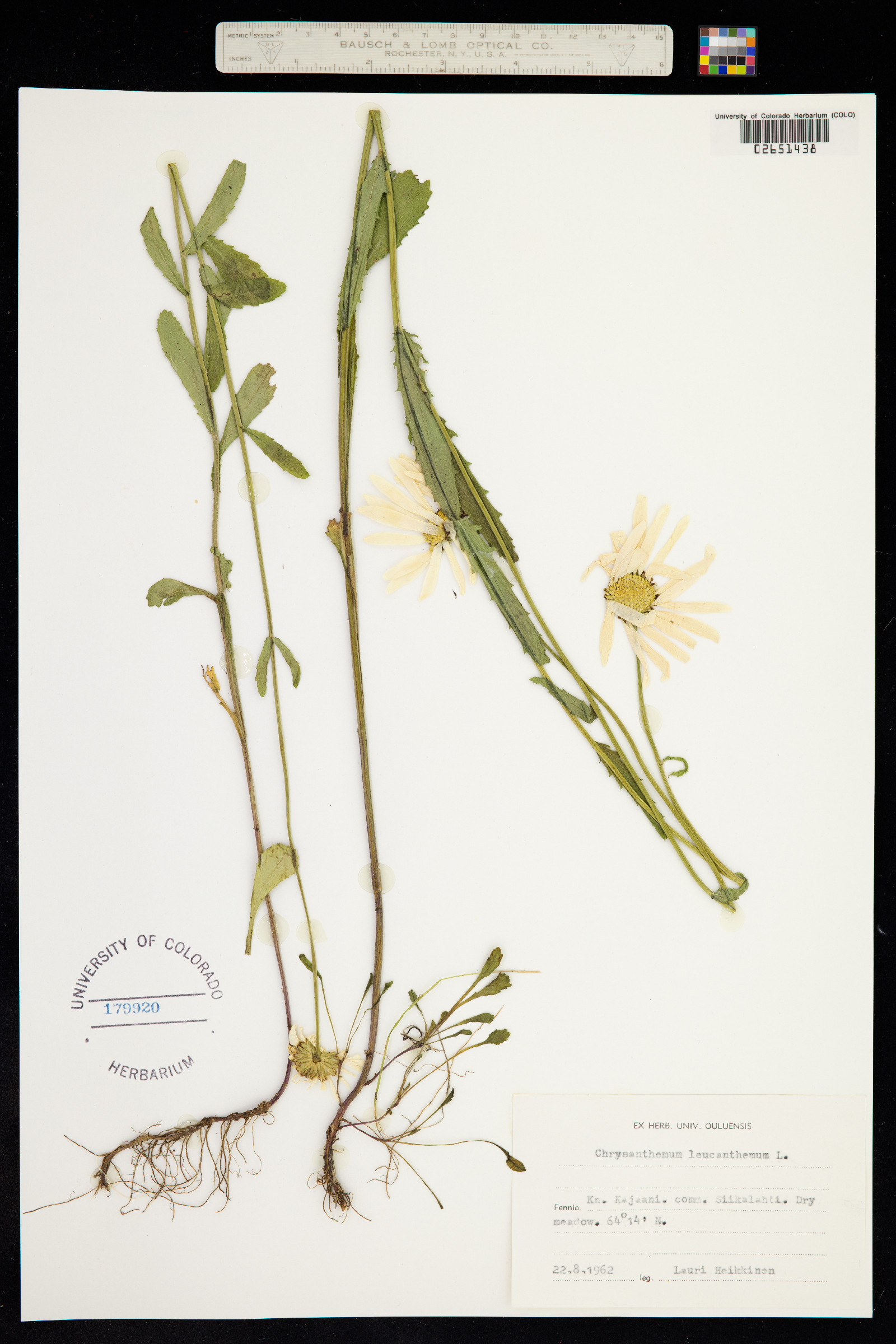 Leucanthemum vulgare image