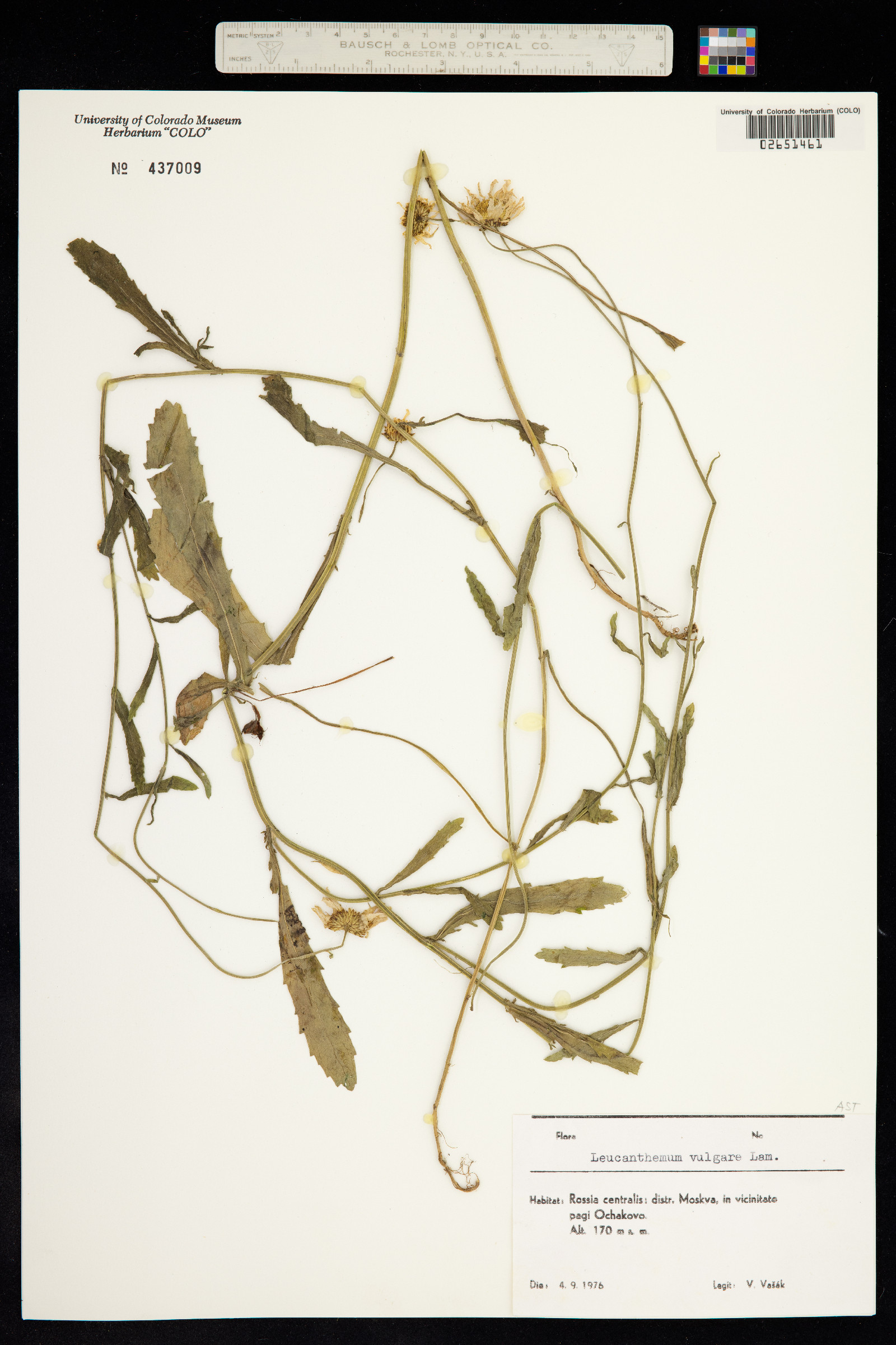 Leucanthemum vulgare image