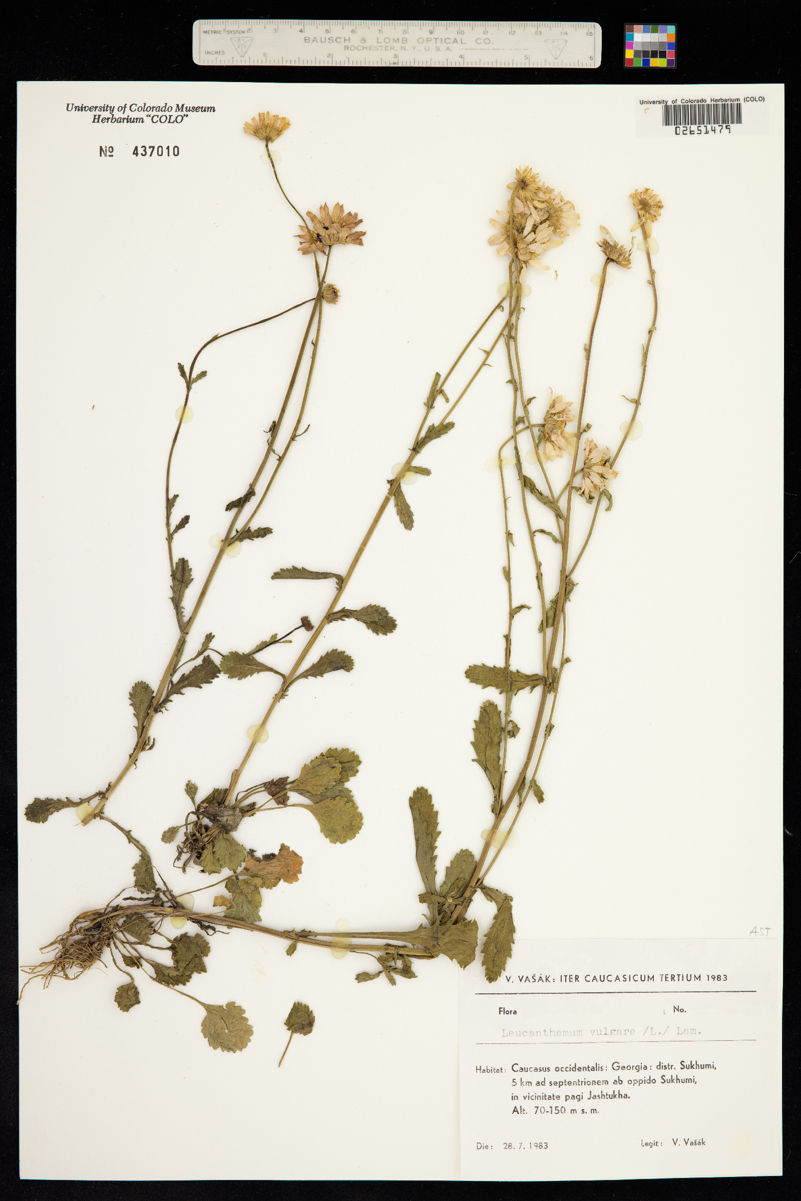 Leucanthemum image