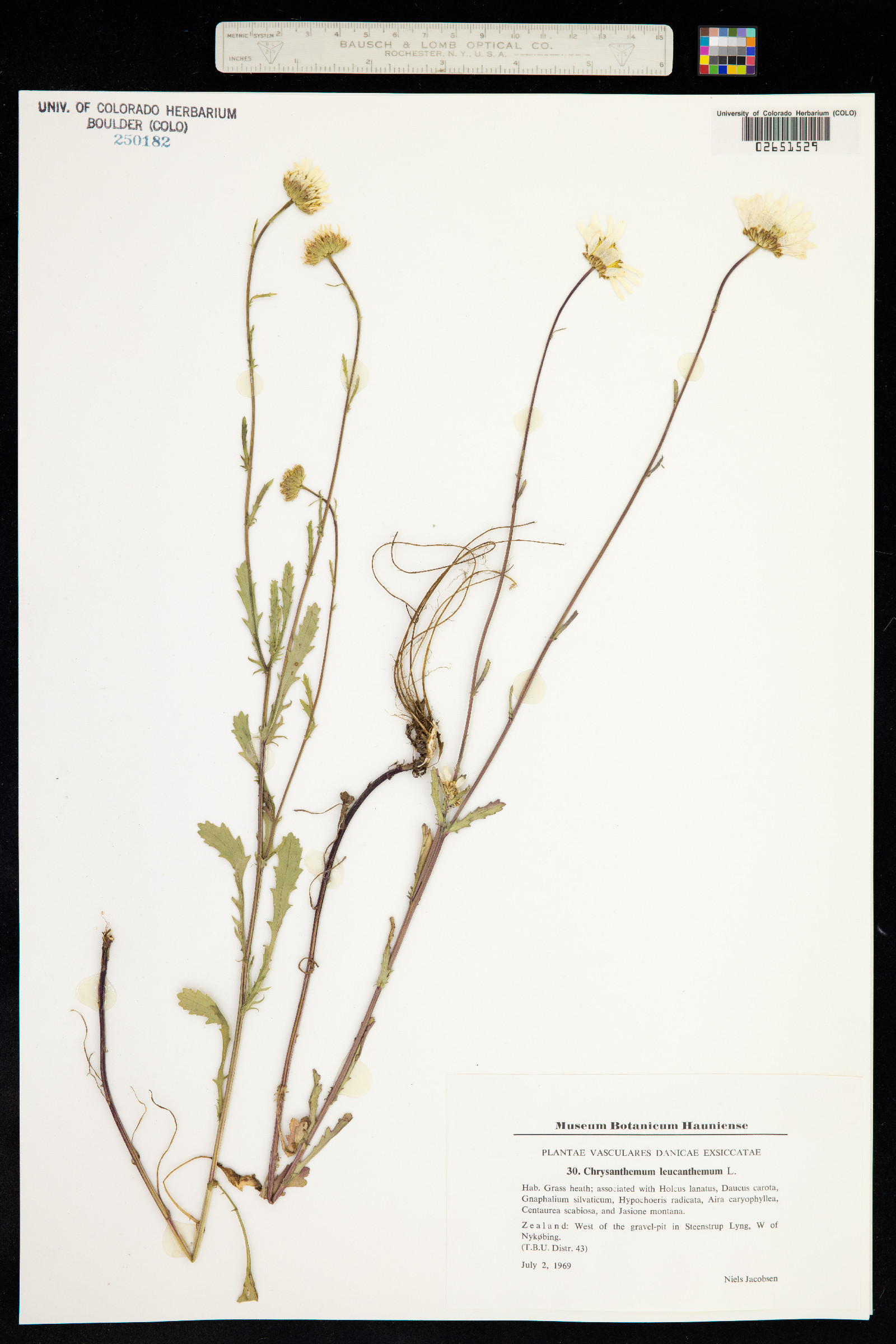 Leucanthemum vulgare image