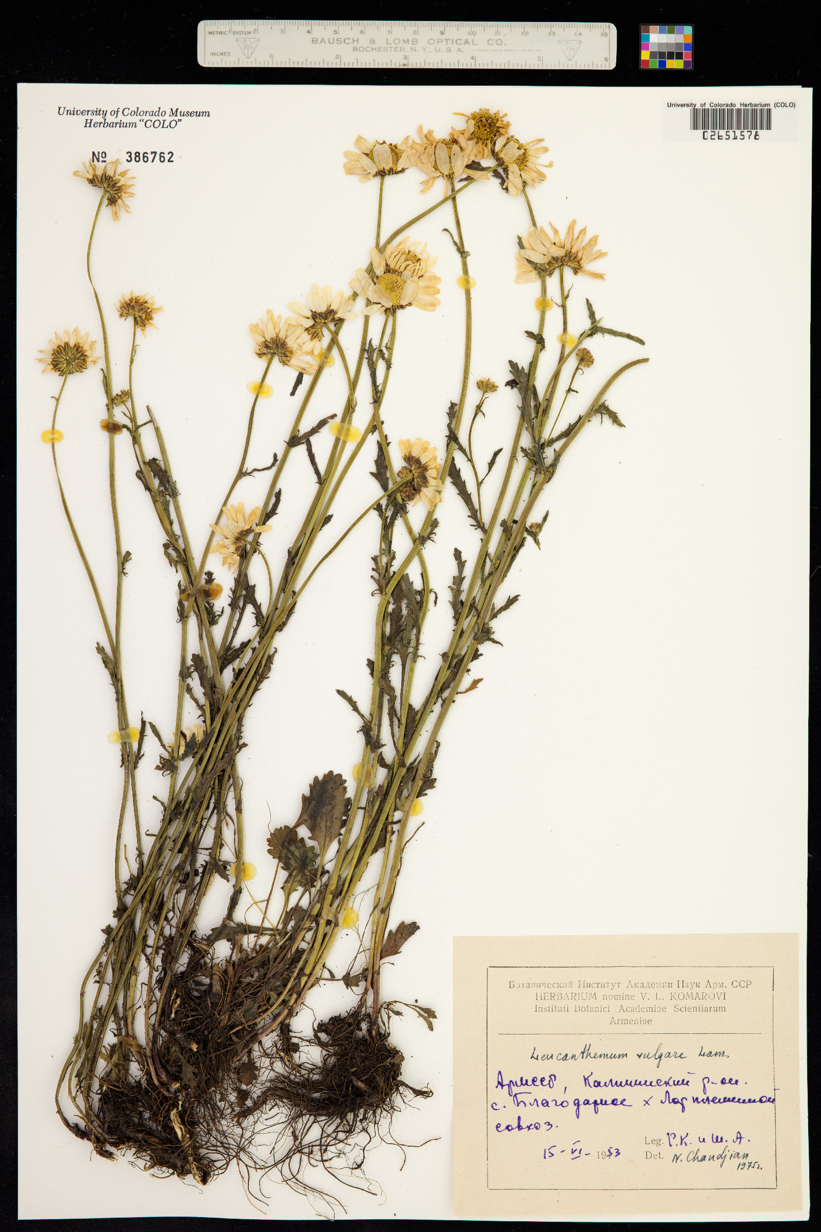 Leucanthemum vulgare image