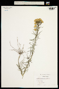 Galatella linosyris subsp. linosyris image