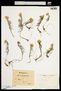 Galatella linosyris subsp. linosyris image