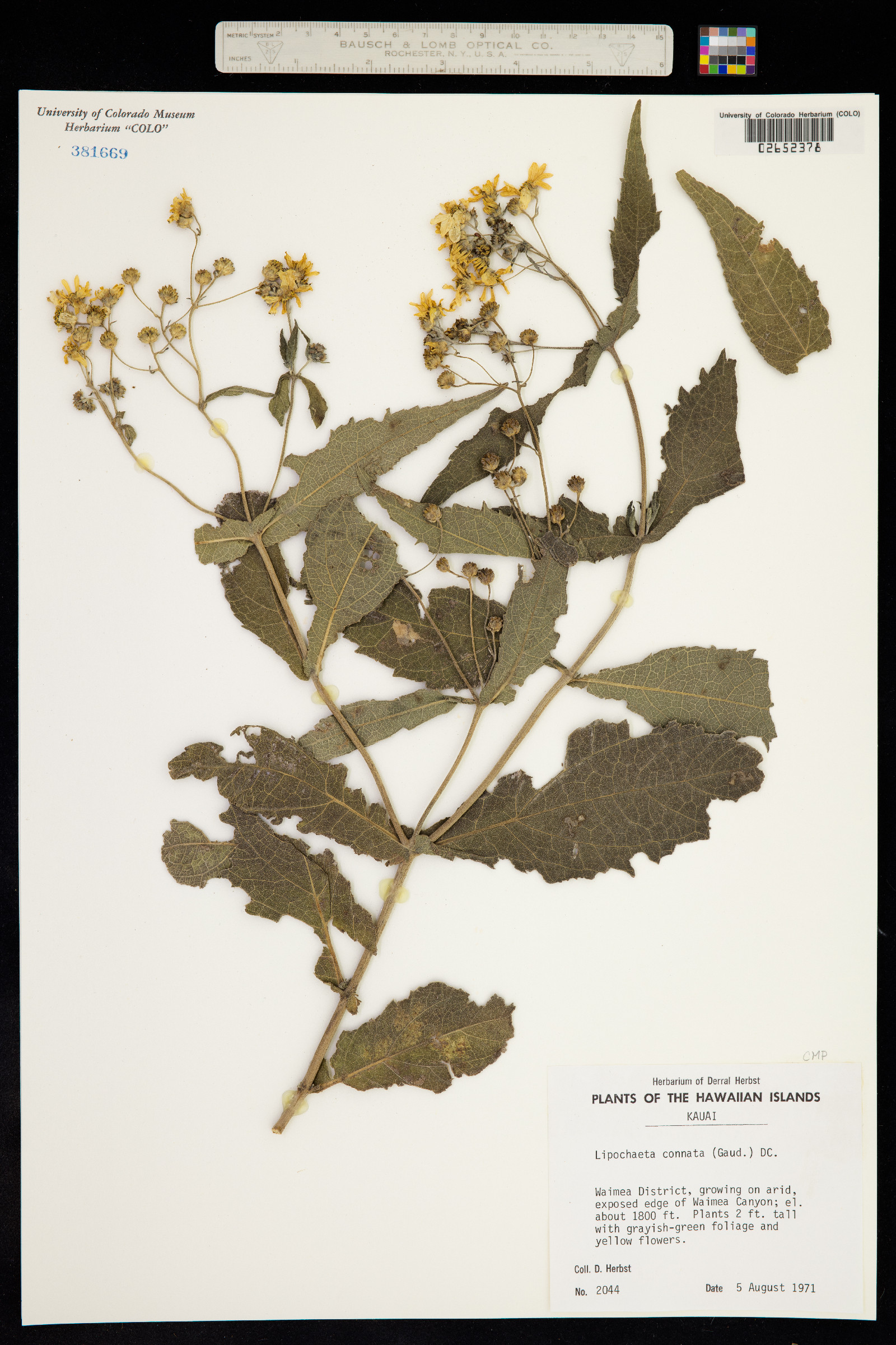 Lipochaeta connata image