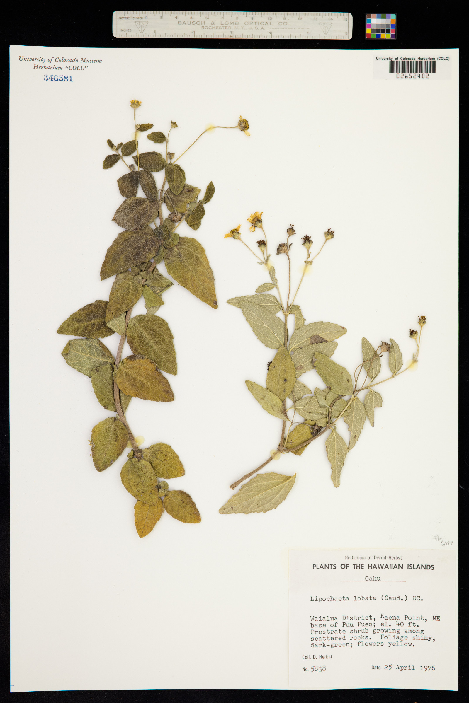 Lipochaeta lobata image