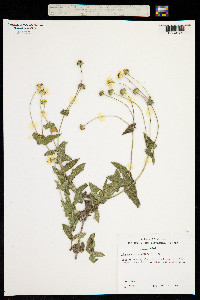 Lipochaeta heterophylla image