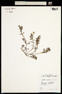 Melanthera integrifolia image