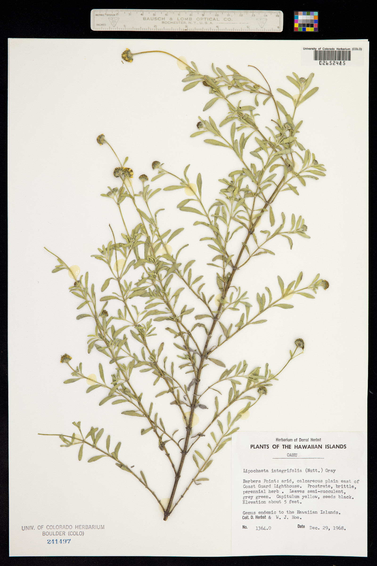 Melanthera integrifolia image