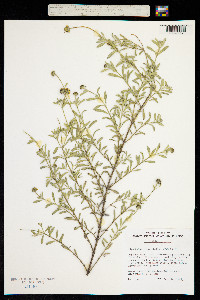 Image of Melanthera integrifolia