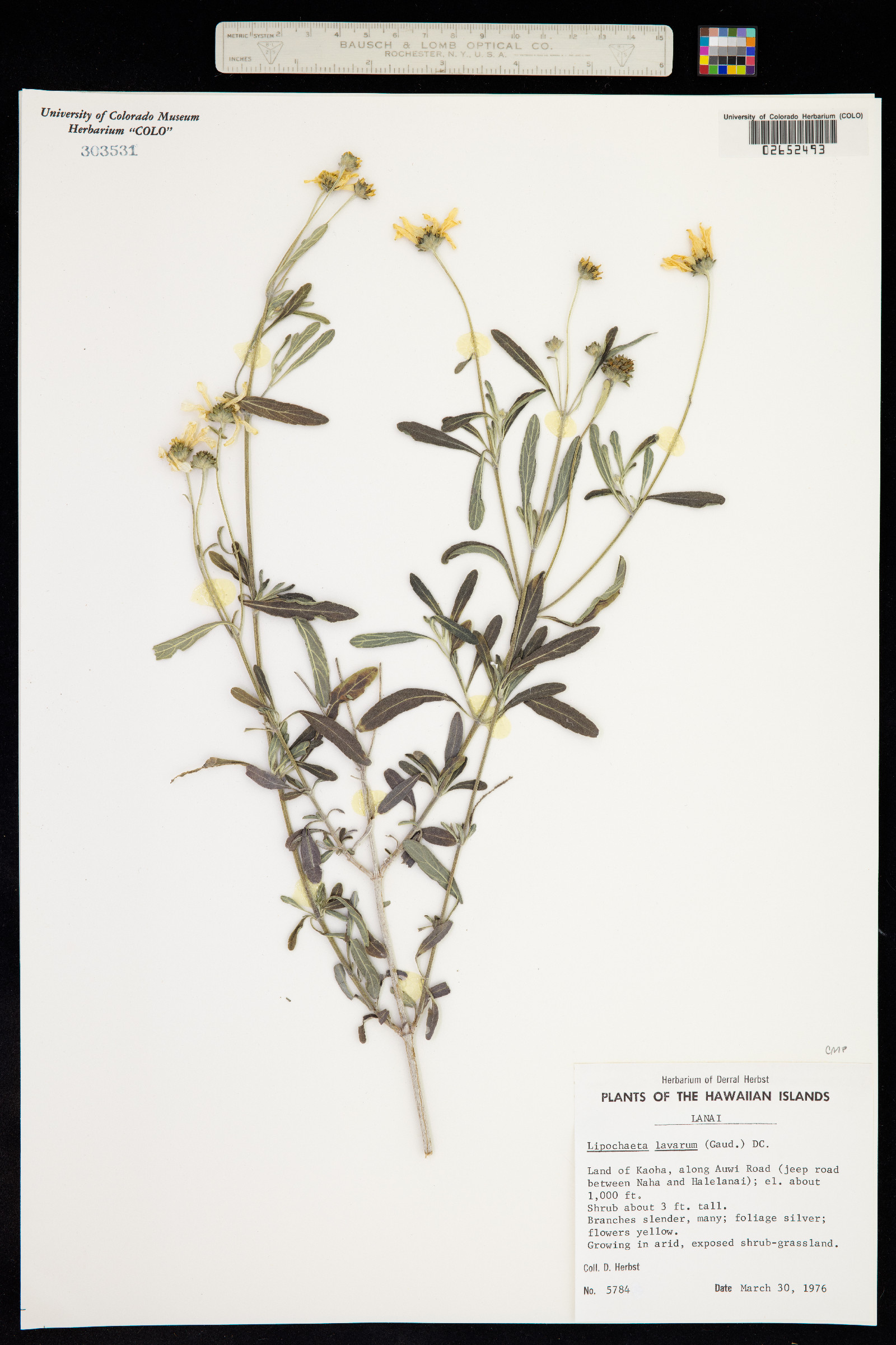Melanthera lavarum image