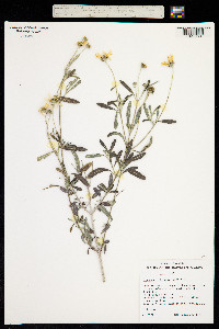Image of Melanthera lavarum