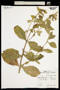 Image of Lipochaeta succulenta