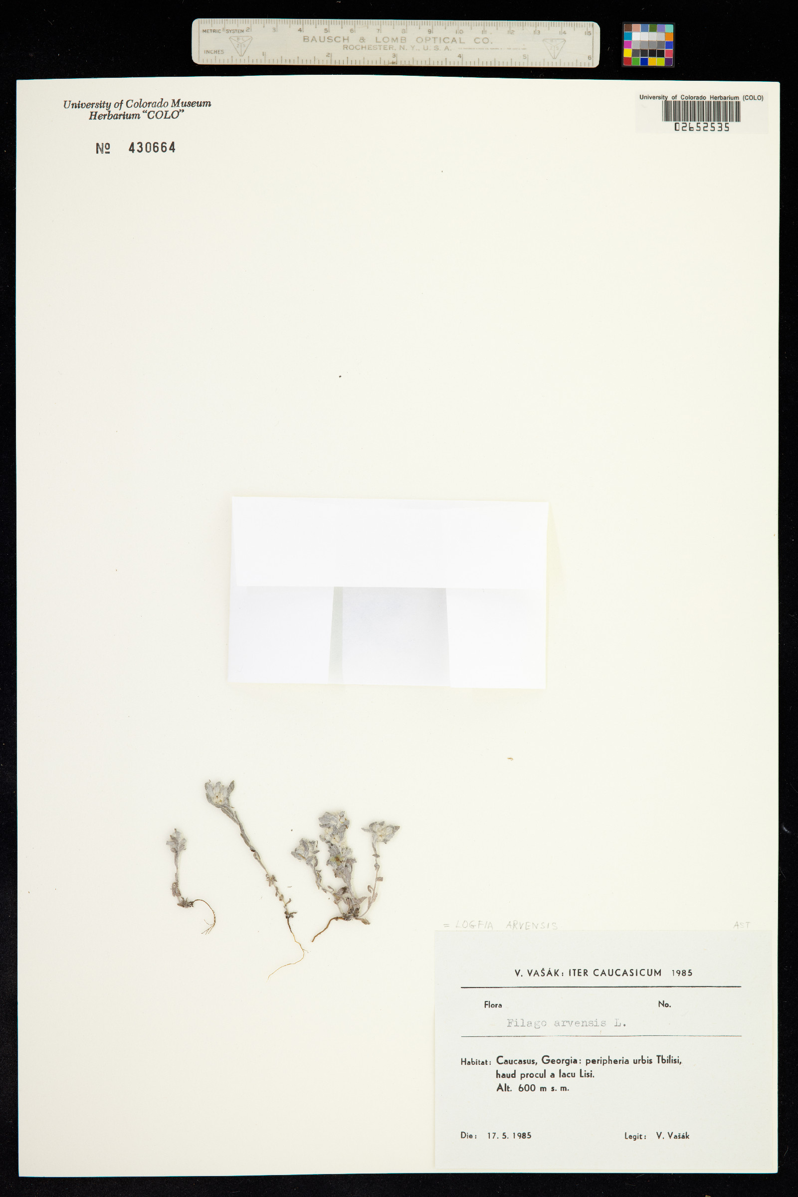 Logfia arvensis image