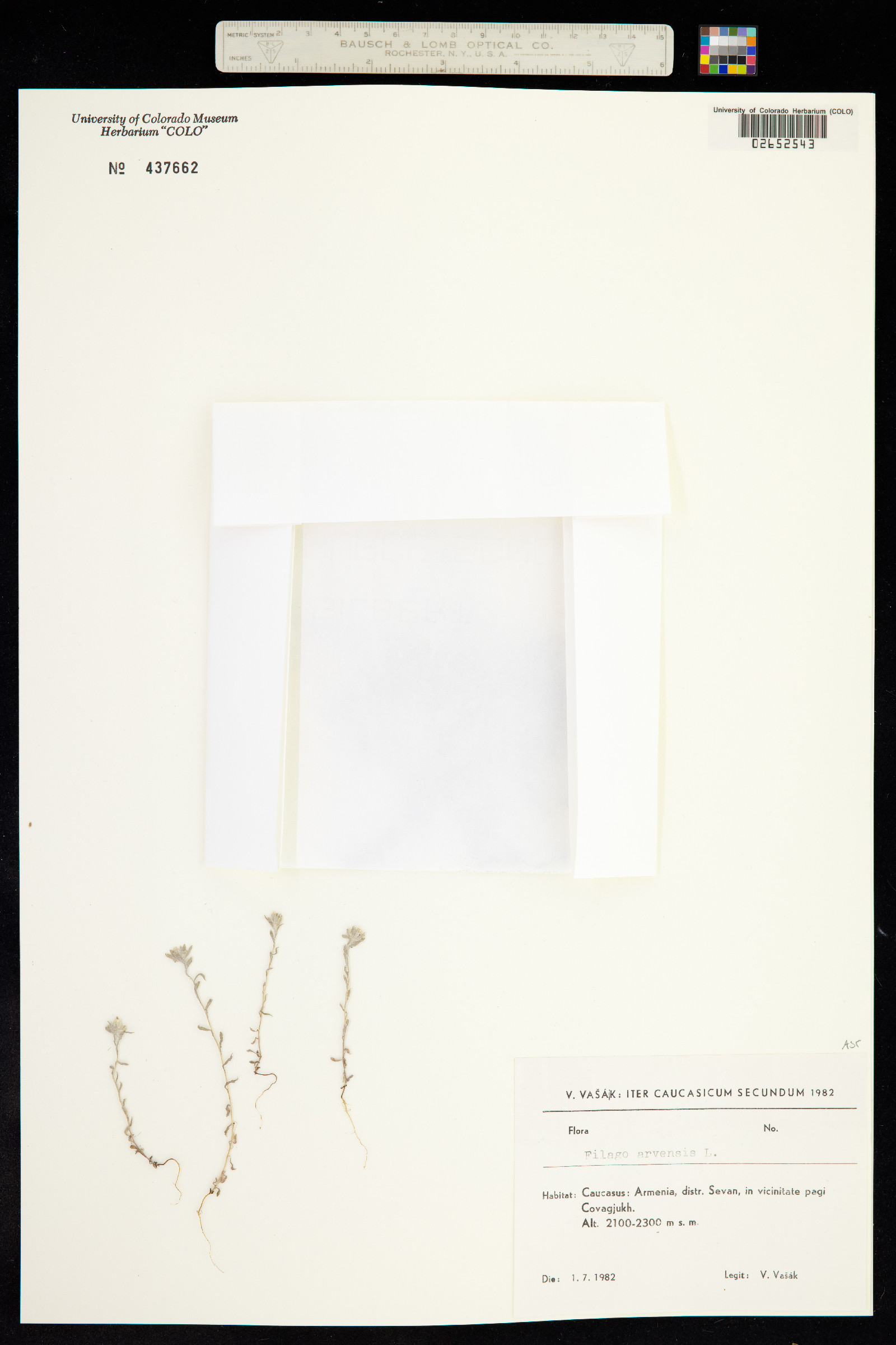 Logfia arvensis image