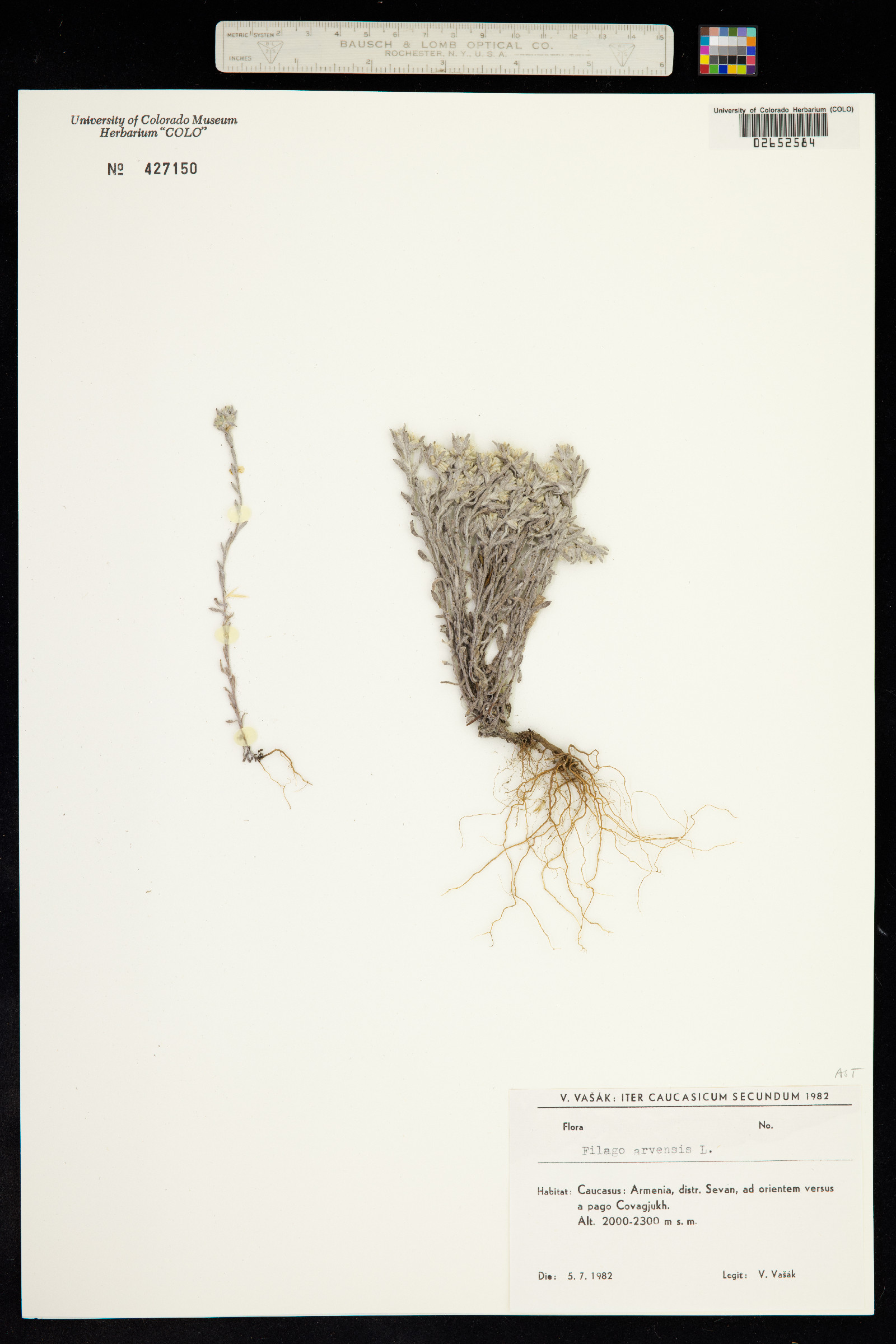 Logfia arvensis image