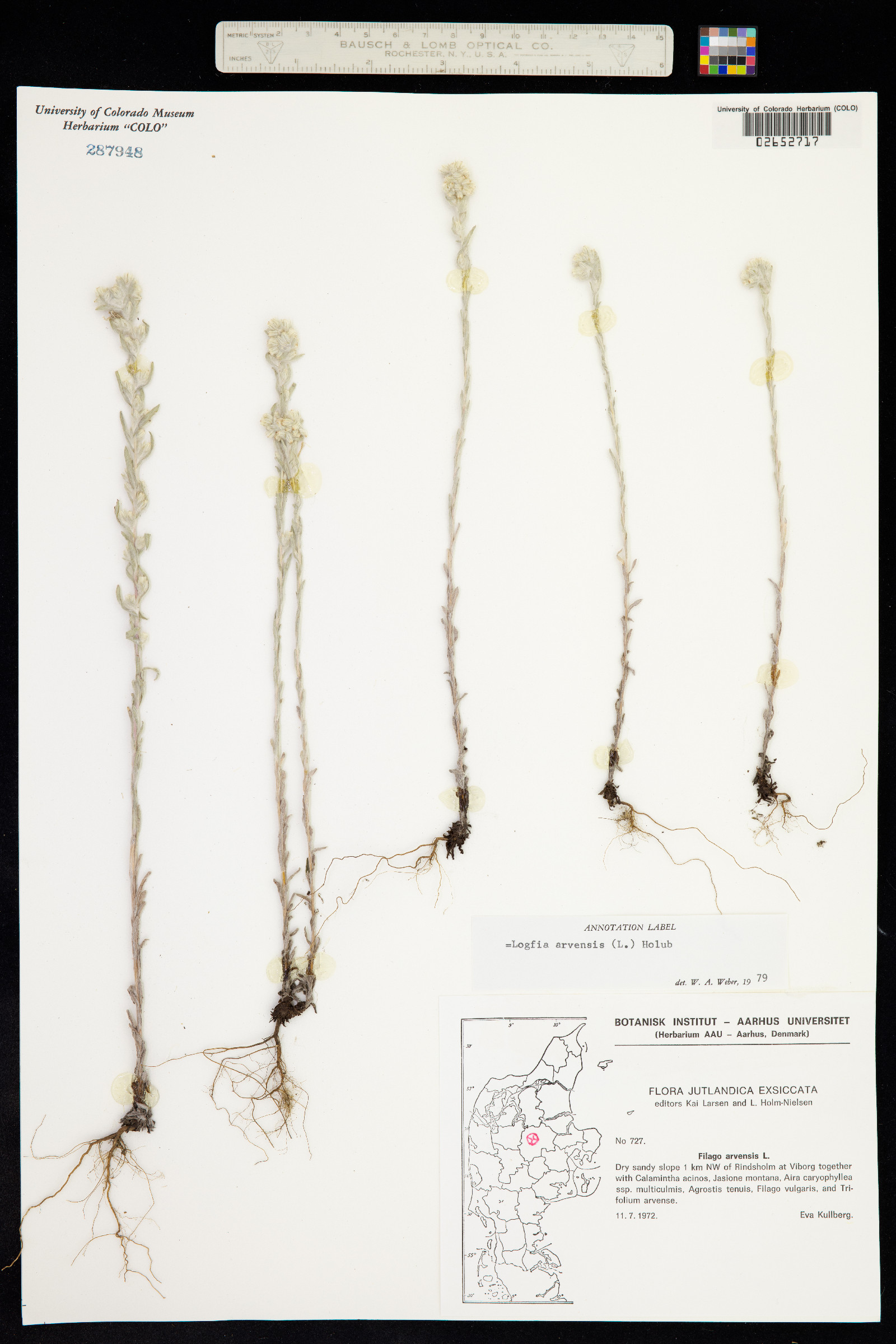 Logfia arvensis image