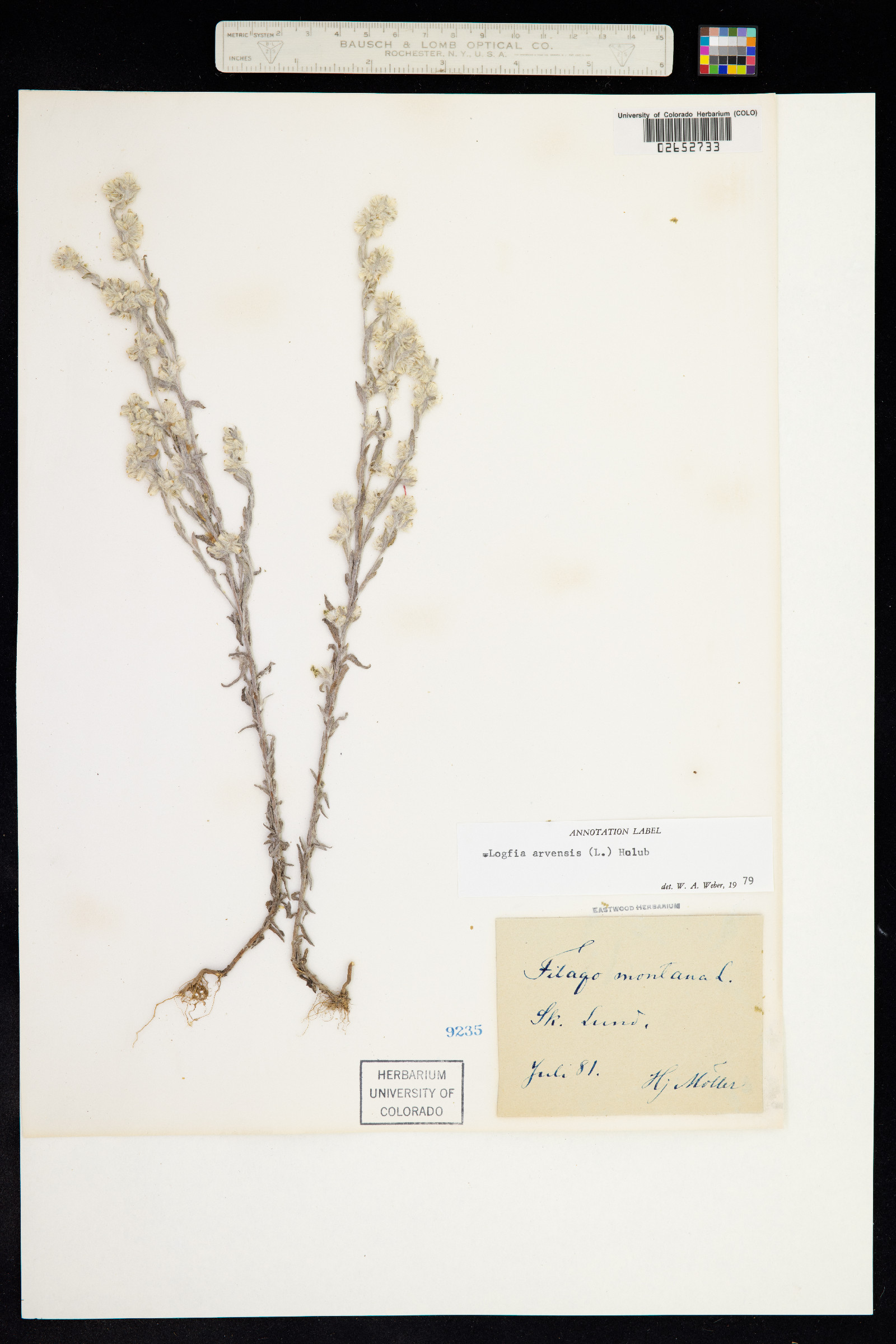 Logfia arvensis image